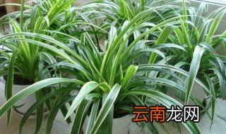 家里能不能种吊兰 属龙的家里能栽吊兰吗