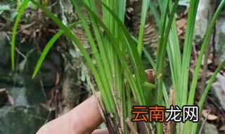 芝兰怎么种植 家里能栽血芝兰吗