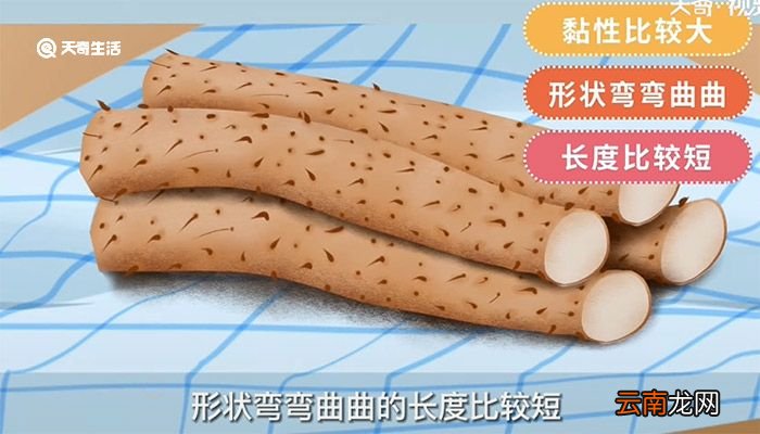 垆土山药和铁棍山药有什么区别 垆土山药和铁棍山药区别