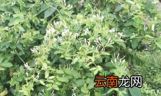 金银花可以在家里种吗 农村家里能栽金银花吗
