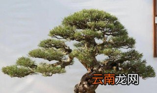 香松 盆栽 香松盆景能栽家里吗
