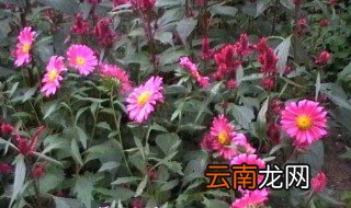 紫穗槐容易成活吗 紫穗槐可以栽家里吗