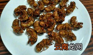 炸金蝉炸多久，炸熟的金蝉