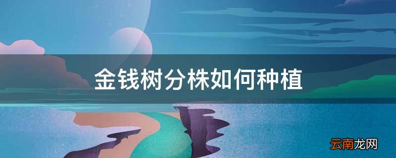 金钱树分株如何种植