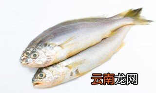 新鲜大黄鱼怎么保存 深海大黄鱼怎么保鲜