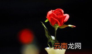 家里栽的花可以用棍子撑着吗 用木棍做花盆