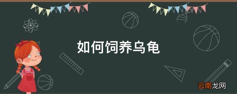 如何饲养乌龟