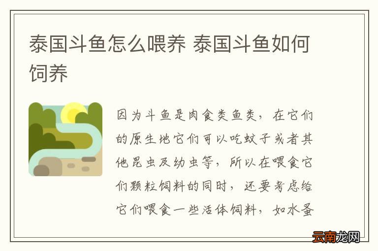 泰国斗鱼怎么喂养 泰国斗鱼如何饲养
