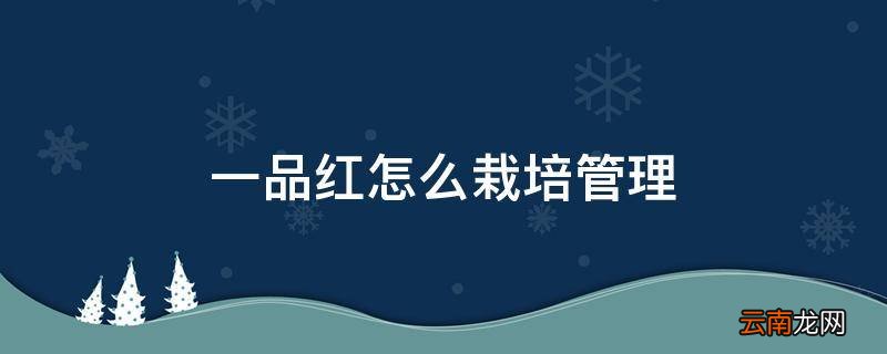 一品红怎么栽培管理
