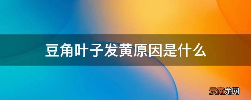 豆角叶子发黄原因是什么