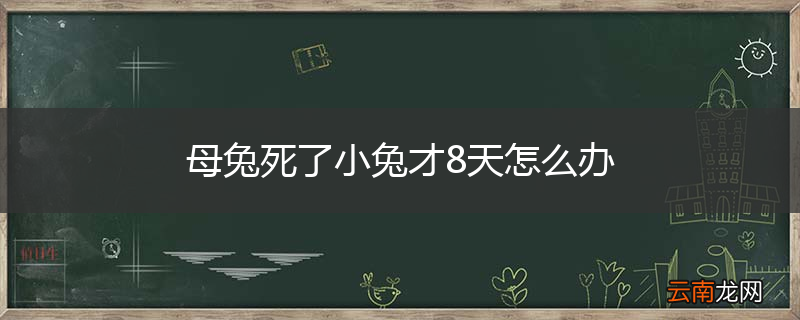 母兔死了小兔才8天怎么办