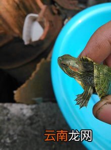 龟吃饱了还能吃吗,乌龟可以撑死么？它吃饱了还会再吃么？