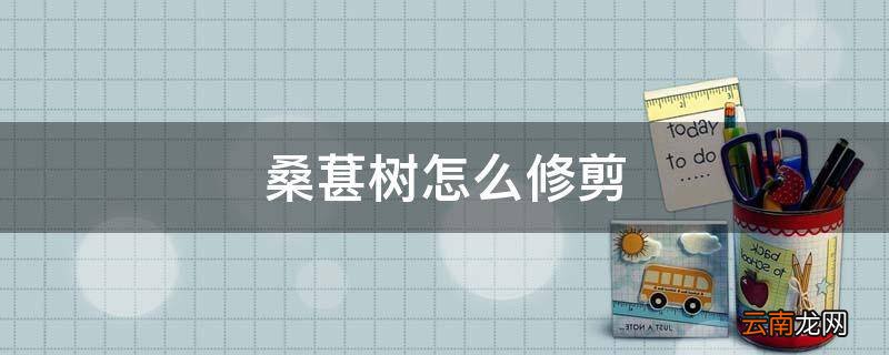 桑葚树怎么修剪