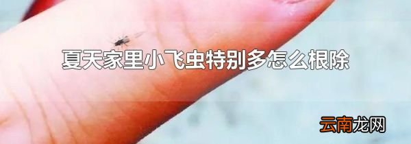 夏天家里小飞虫特别多怎么根除