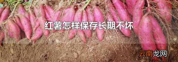 红薯怎样保存长期不坏