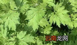 端午节收割艾什么时间，端午的艾叶在什么时候采割好