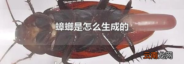 蟑螂是怎么生成的