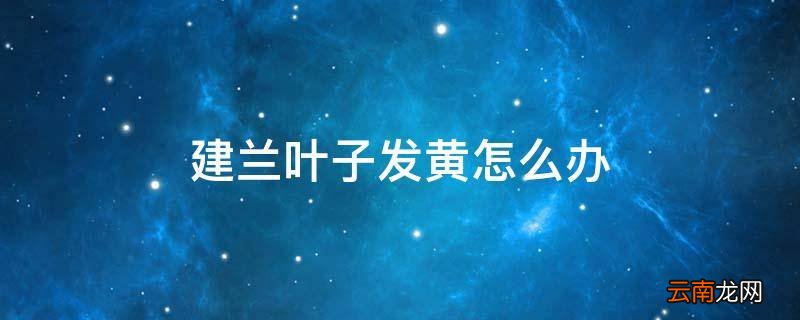 建兰叶子发黄怎么办