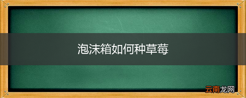 泡沫箱如何种草莓