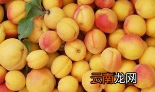 杏子怎么保存的久 如何长时间保存杏子