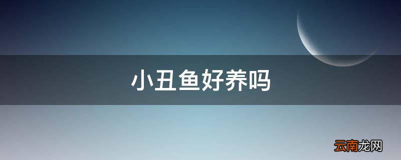 小丑鱼好养吗