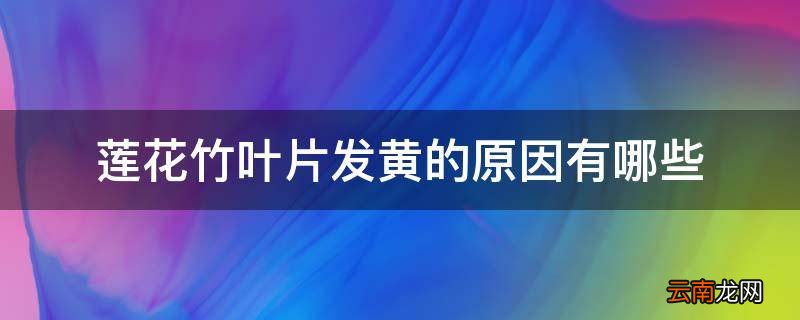 莲花竹叶片发黄的原因有哪些