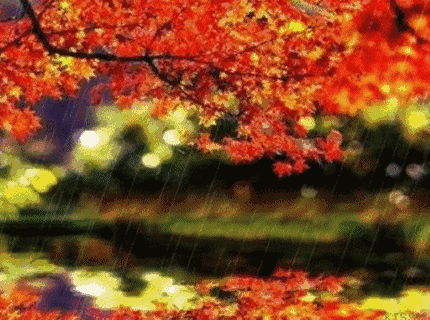秋雨无痕，太美了！！