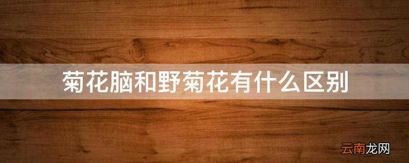 菊花脑和野菊花有什么区别