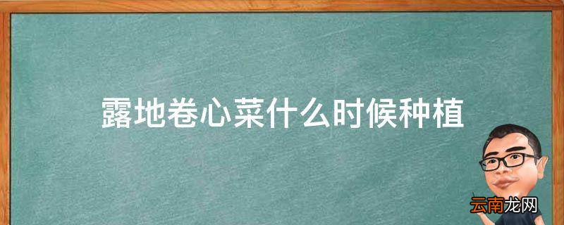 露地卷心菜什么时候种植