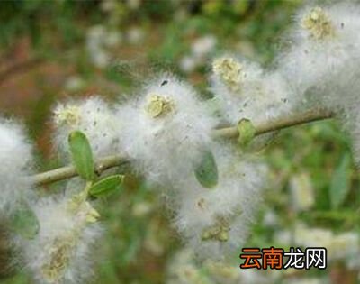 柳树靠什么传播种子？