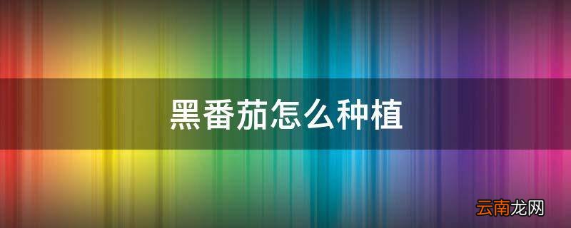 黑番茄怎么种植