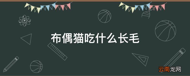 布偶猫吃什么长毛