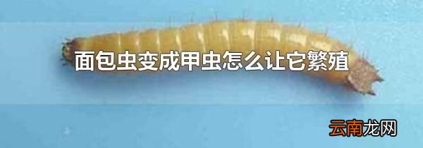 面包虫变成甲虫怎么让它繁殖