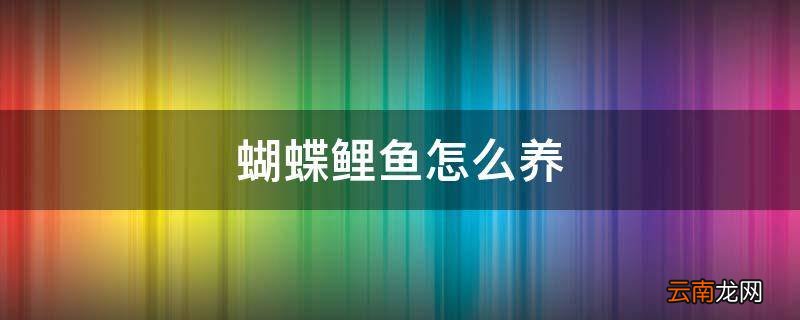 蝴蝶鲤鱼怎么养