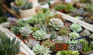 为什么多肉植物喜欢阳光 多肉植物都喜欢阳光吗