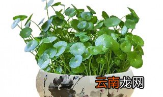 水培铜钱草喜阴还是喜阳 铜钱草喜阴还是喜阳