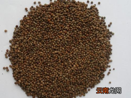 紫苏子能促进减肥 推荐紫苏子用法