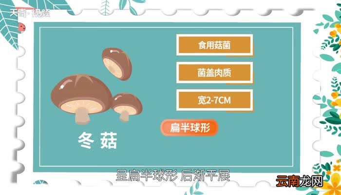 冬菇是什么 冬菇是什么菇