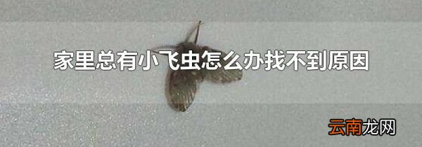 家里总有小飞虫怎么办找不到原因