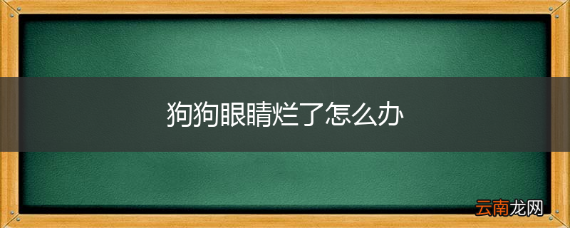 狗狗眼睛烂了怎么办