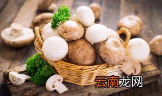 蘑菇和菌子是一个物种麽 蘑菇为什么被称为菌类