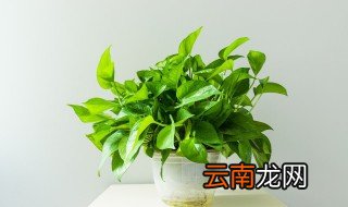 家里可以养哪些水培植物好? 家里水培好养的植物有哪些