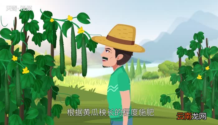 黄瓜种植技术 黄瓜种植方法