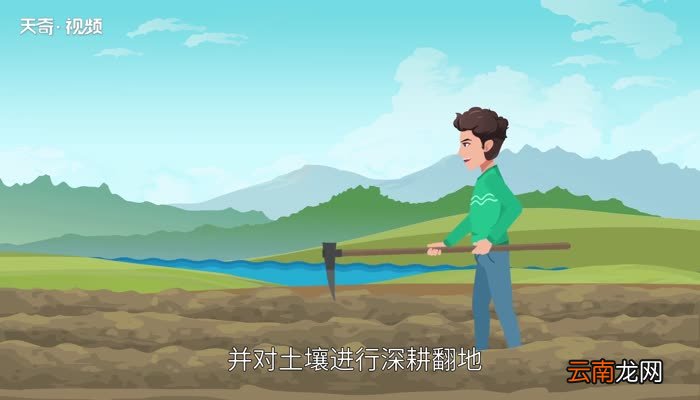 黄瓜种植技术 黄瓜种植方法
