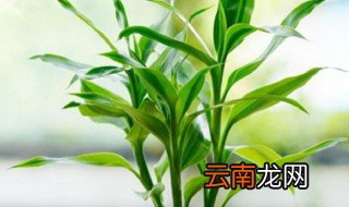 室内养什么喜阴植物，有什么喜阴的植物适合在家养