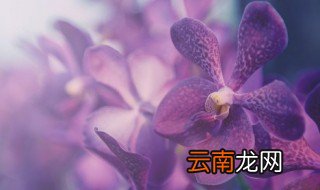 喜阴的室内大型植物花卉有哪些 喜阴的室内植物花卉有哪些