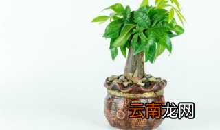 哪些树类植物喜阴 喜阴的树种有哪些