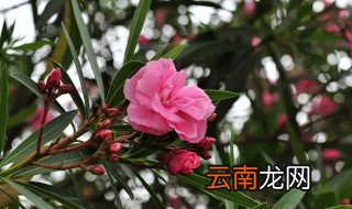 夹竹桃科植物双喜藤有毒吗 夹竹桃科植物都有毒吗