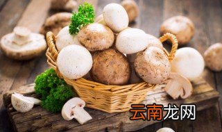 蘑菇与动物植物相比有什么不同 蘑菇是植物还是动物