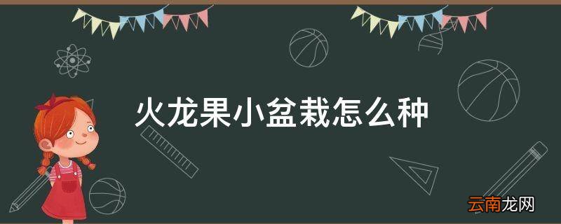 火龙果小盆栽怎么种